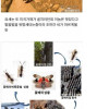 한국에 침범했던 외래종들 근황