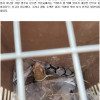 경북 영주서 길이 1m 왕도마뱀 발견.. 얼마전 악어 출몰이 이녀석?