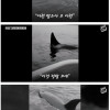 해외논란) 범고래 피해 배위에 오른 바다사자 사지로 내쫓은 여성