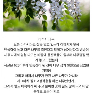 한때 우리나라에서 욕먹은 나무.jpg